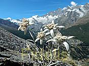 Nikon Z6 Nikkor 80-400mm